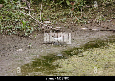 Un bécasseau commun à la recherche de nourriture sur le bord d'un lac. Banque D'Images