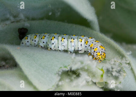 Mullein moth chenille se nourrit de feuilles de Molène Banque D'Images