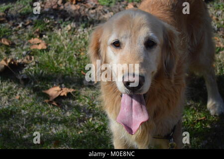 Un Golden Retriever avec sa langue. Son nom est en espèces (du nom de Tango et Cash) et il est le plus affectueux, stupide chien dans le monde. Banque D'Images