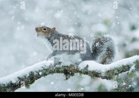 Killearn, Stirlingshire, Scotland, UK - 21 janvier 2018 : Royaume-Uni - un écureuil gris à la recherche de nourriture au cours d'une forte chute de neige dans le Stirlingshire village de Killearn Crédit : Kay Roxby/Alamy Live News Banque D'Images