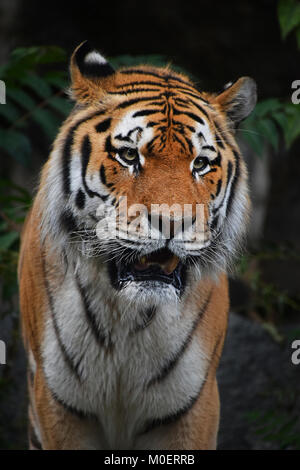 Close up portrait of mature mâle Siberian Tiger Banque D'Images