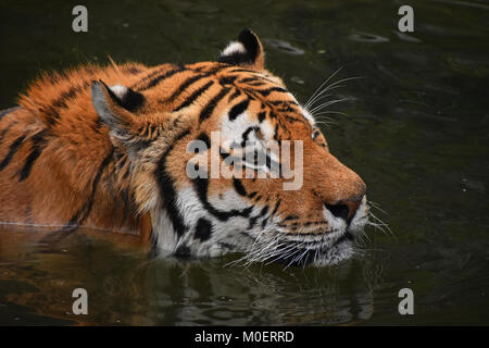 Siberian Tiger natation dans l'eau Banque D'Images