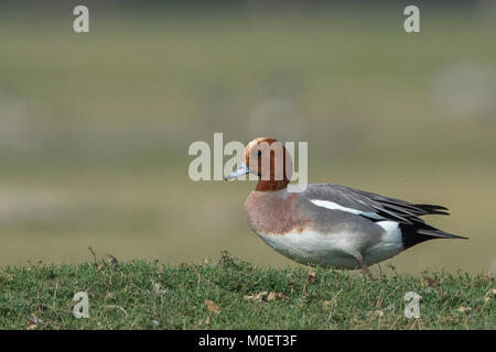 Le mâle eurasien Wigeon (Mareca penelope) au sanctuaire d'oiseaux de Thol, Gujarat, Inde Banque D'Images