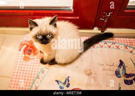 Chat Siamois Chat Chaton Fourrure Bebe Charmant Photo Stock Alamy