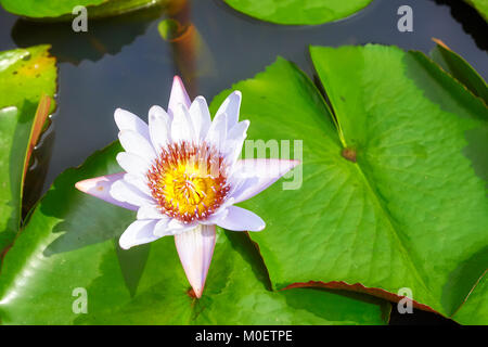 Photo d'une fleur de lotus, selective focus. Banque D'Images