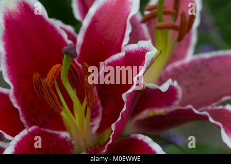 Stargazer Lily Banque D'Images