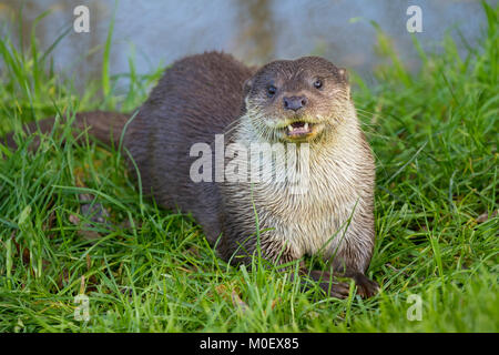 Loutre d'Europe (Lutra lutra) Royaume-Uni. Prisonnier Banque D'Images