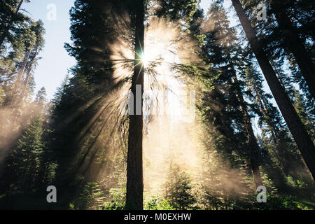 Exposition de la lumière du soleil à travers les arbres de forêt, parc national de Kings Canyon, Californie, États-Unis Banque D'Images