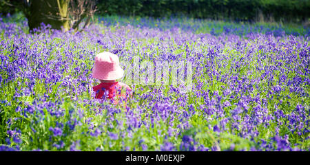 Fille debout dans bluebell Woods, Yoxall, Staffordshire, Angleterre, Royaume-Uni Banque D'Images