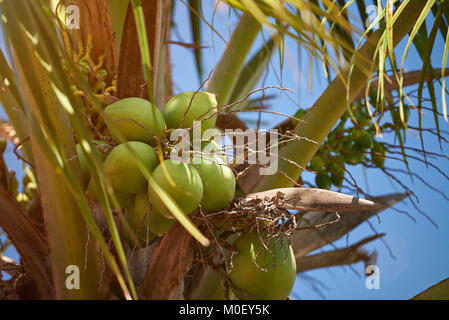 Fruits exotiques tropicaux d'arrière-plan. Close-up of clean coco on palm tree Banque D'Images