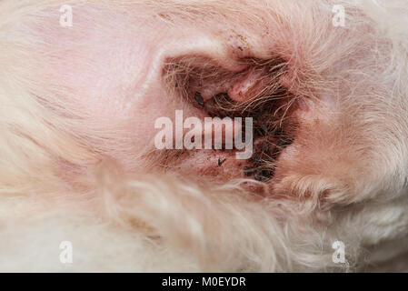 Avec l'infection de l'oreille de chien de près. La saleté la cire dans l'oreille de chien caniche Banque D'Images