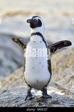 Pingouins africains sur le bord de la mer. Pingouins africains (Spheniscus demersus) sur la plage de Boulders près de Simons Town sur la péninsule du Cap, Afrique du Sud. Banque D'Images