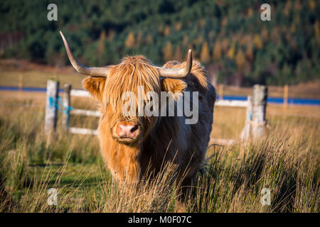 Dans la campagne écossaise Highland cattle Banque D'Images