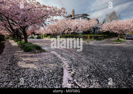 États-unis, Washington, Seattle, cerisiers en fleurs sur Queen Anne Hill Banque D'Images