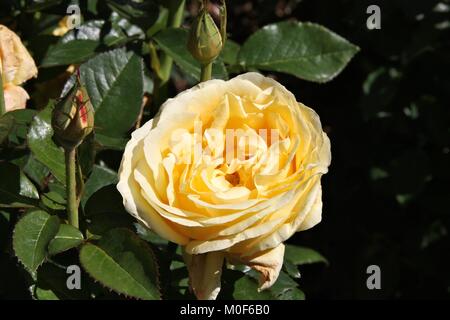 - Interictira glorieux Rosa rose variété hybrides de thé au jardin botanique de Christchurch, Nouvelle-Zélande. Banque D'Images