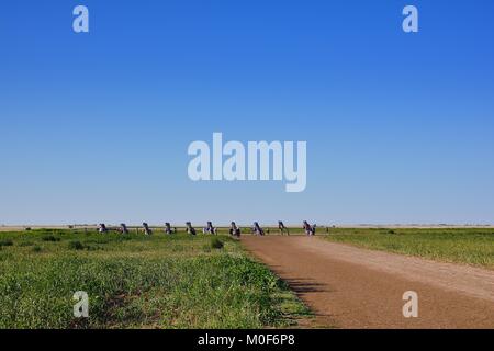 Amarillo, Texas - 21 juillet 2017 : Cadillac Ranch à Amarillo. Le Cadillac Ranch est une installation d'art public de vieilles épaves et un repère sur populaires Banque D'Images