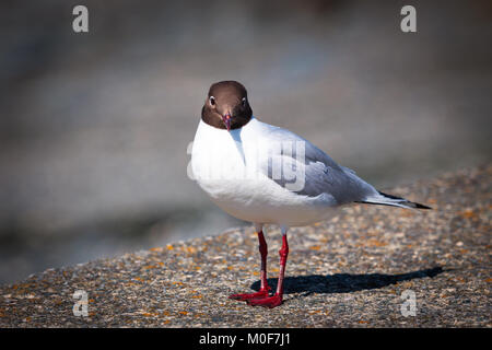 Mouette à tête noire Banque D'Images