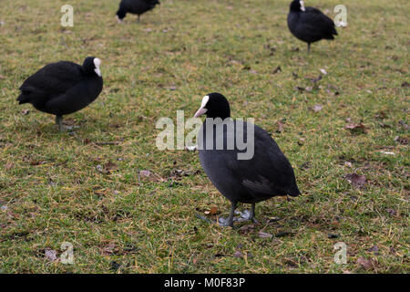 Foulque macroule sur une herbe Banque D'Images
