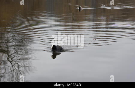 Foulque macroule sur un lac Banque D'Images