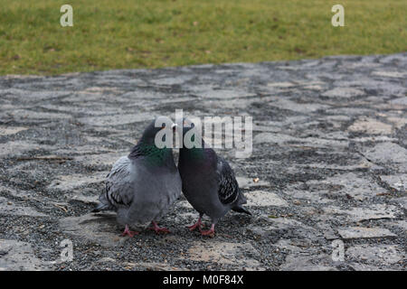 Deux pigeons dancing Banque D'Images