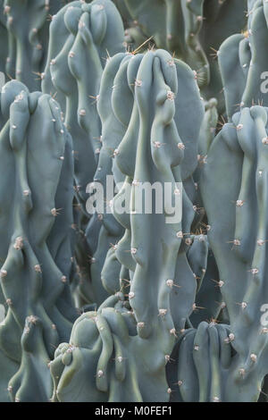 Succulentes colonnaires en bleu couleur verte avec des épines et l'apparence ridée monstrosus cereus hildmannianus Banque D'Images