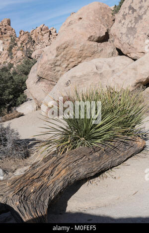 Un vieux journal des morts et de la végétation sur le sentier de la Vallée Cachée dans Joshua Tree National Park Banque D'Images