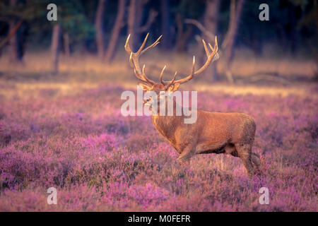 Homme red deer (Cervus elaphus) avec de grands bois pendant la saison des amours sur la Hoge Veluwe, Pays-Bas Banque D'Images