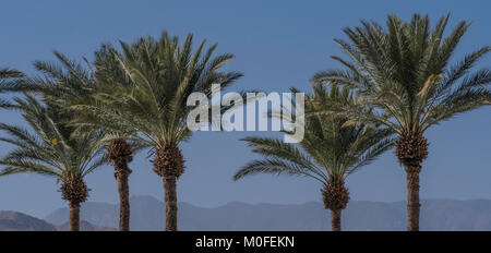Dessus des palmiers en Californie avec ciel bleu et les montagnes derrière l'orientation panoramique Banque D'Images