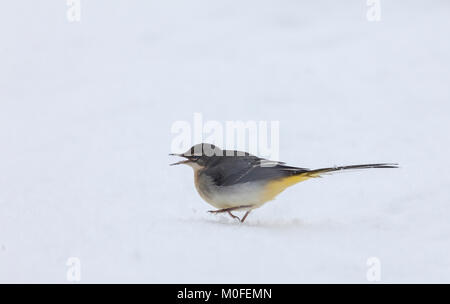 Bergeronnette, Motacilla cinerea, debout dans la neige à la réserve RSPB Lochwinnoch, Ecosse, Royaume-Uni. Banque D'Images