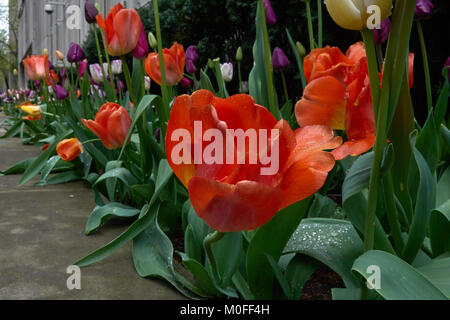 Chicago tulip dans un jardin, après la pluie Banque D'Images