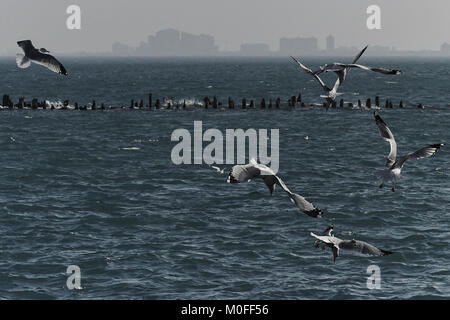 Petit groupe de mouettes planant au-dessus du lac Michigan orageux avec la silhouette de la ville en arrière-plan Banque D'Images