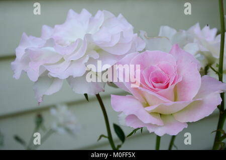 Rose et rose blanc, 'réduction' Banque D'Images