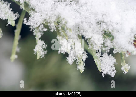 Mscro de neige sur les sapins twig Banque D'Images