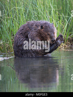 Castor féminin (Castor canadensis) toilettant son pied au bord de l'eau dans un étang, Canada Banque D'Images