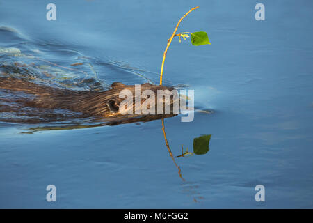 Castor (Castor canadensis) nageant dans l'eau de l'étang, transportant la branche de peuplier baumier (Populus balsamifera) dans l'embouchure, Canada Banque D'Images