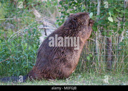 Castor mangeant des feuilles d'Aspen tremblantes, debout sur les pattes arrière pour atteindre le feuillage des arbres enveloppés dans le fil de castor. Ricin canadensis, Populus tremuloides Banque D'Images