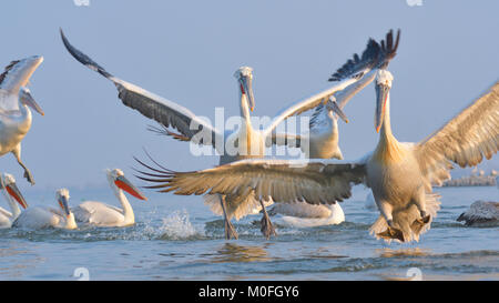 Pélican frisé (Pelecanus crispus) l'atterrissage sur l'eau Banque D'Images