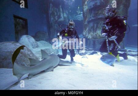 SEA LIFE London aquariophiles tamiser le sable pour les dents de requin de sable leurs Requins Tigre, requins gris de récif et Blacktip requins dans l'aquarium des requins au cours de l'assemblée annuelle et le nombre de 'propre' à l'attraction de Londres. Banque D'Images