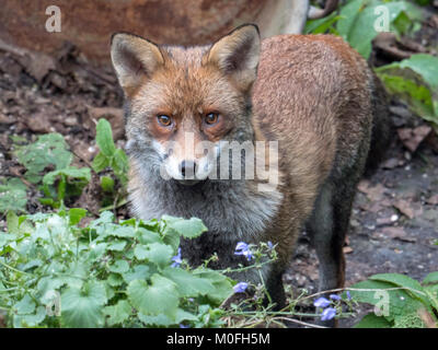 Un renard dans le jardin d'une maison à Camden Town, ces animaux sont bien adaptés à l'environnement urbain et utilisé pour l'interaction avec les humains Banque D'Images