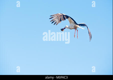 Vue arrière/latérale d'une cigogne en vol avec un objet dans sa bouche contre un fond de ciel bleu clair. Banque D'Images