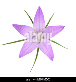 Wild rampion bellflower Campanula rapunculus (Fleurs) isolated on white Banque D'Images