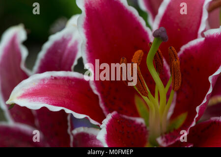 Stargazer Lily Banque D'Images