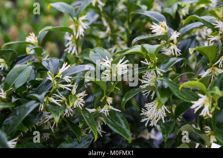 Sarcococca confusa Banque D'Images