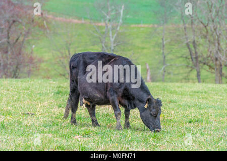 Vache laitière broute dans le champ Banque D'Images