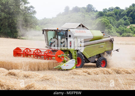 Deux agriculteurs la récolte du blé, Triticum aestivu,, dans une classe de moissonneuse-batteuse Tucano 440 avec tête de coupe V600 et la batteuse rotative Banque D'Images