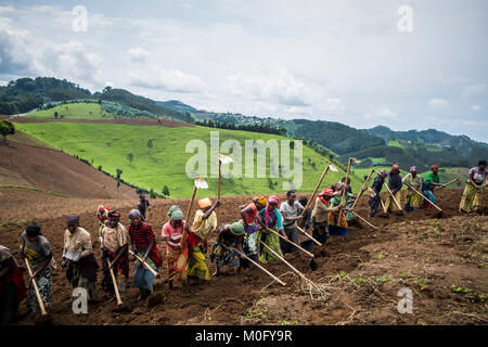 Le Rwanda, l'entourant de Kibuye, des paysans au travail Banque D'Images