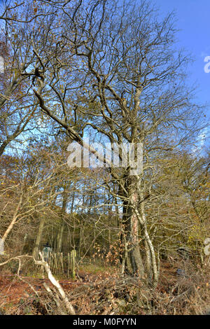 Alisier torminal sorbus torminalis, sur la frontière, forestiers, bois, Stoke Oxfordshire. Banque D'Images