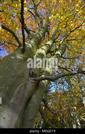 L'automne à maturité - Hêtre Fagus sylvatica, Stoke bois, l'Oxfordshire. Banque D'Images