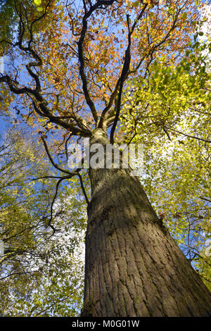 Chêne pédonculé matures ou en anglais - Quercus robur, Stoke bois, l'Oxfordshire. Banque D'Images