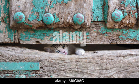 Petite tête kitty leg à travers le trou de la porte en bois ancien Banque D'Images